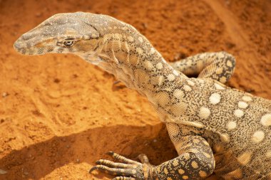 Perentie ayrıca Varanus giganteus olarak da bilinir