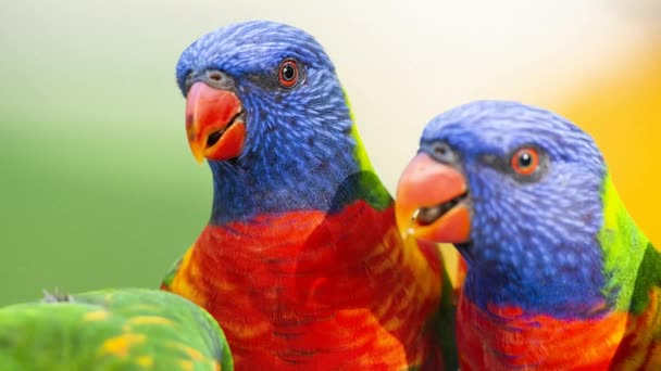 Lorikeets Rainbow Łonie Natury Ciągu Dnia — Wideo stockowe