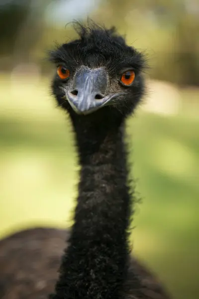 Australijska EMU na zewnątrz — Zdjęcie stockowe