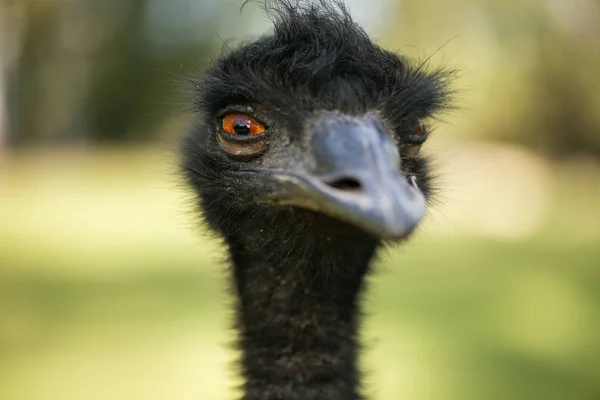 Australischer Emu im Freien — Stockfoto