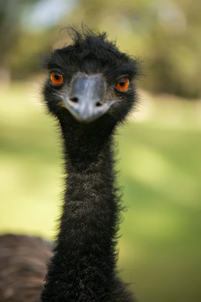 Australischer Emu im Freien — Stockfoto