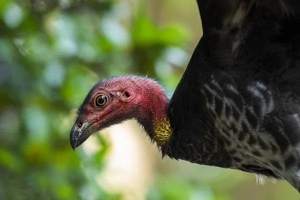 Australian brushturkey — Stock Photo, Image