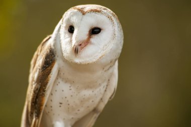 güzel peçeli baykuş