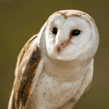 güzel peçeli baykuş