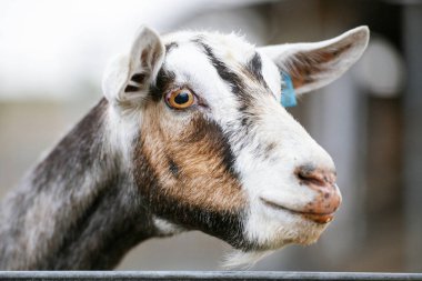 Gün içinde dışarıda keçi
