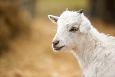 Gün içinde dışarıda keçi