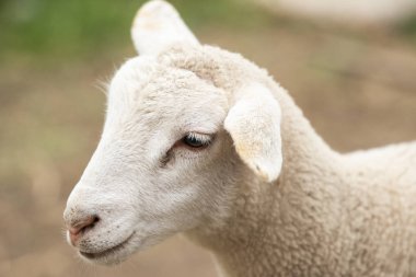 Gün içinde dışarıda keçi