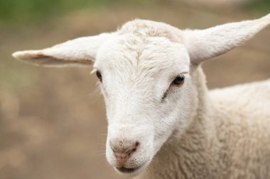 Gün içinde dışarıda keçi