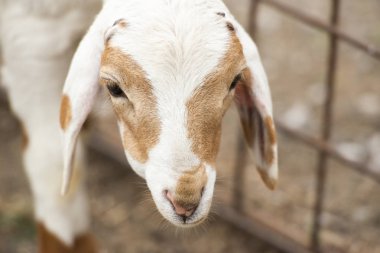 Gün içinde dışarıda keçi