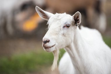 Gün içinde dışarıda keçi