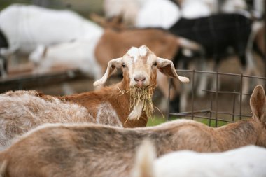 Gün içinde dışarıda keçiler