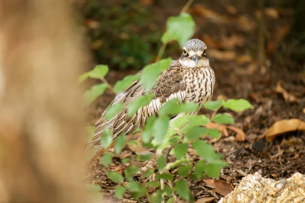 Semak batu-curlew — Stok Foto