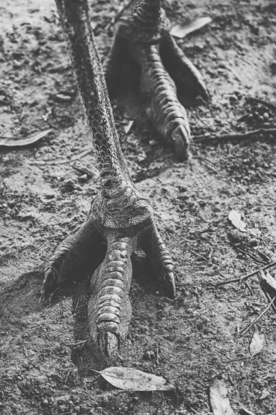 Bir Emu ayağının yakın çekim. — Stok fotoğraf