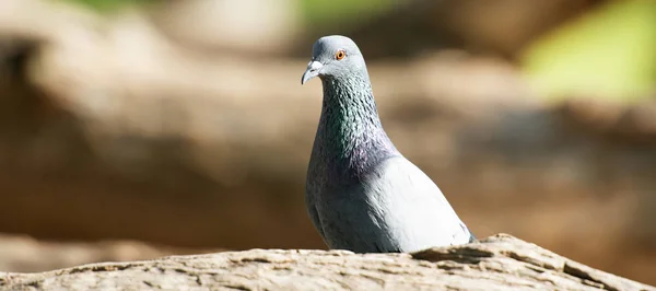 Дикий голубь — стоковое фото