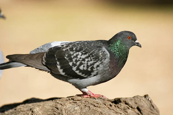 Feral Pigeon — Stock Photo, Image