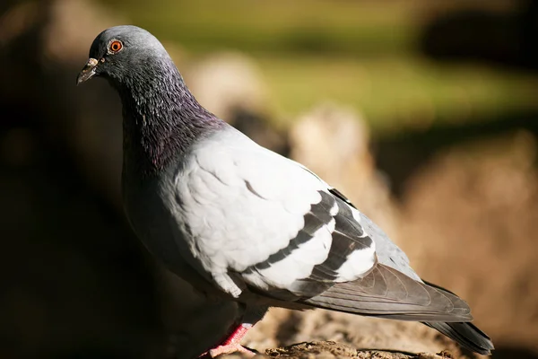 Pigeon sauvage — Photo