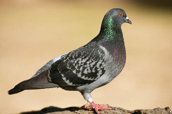 Pigeon sauvage — Photo