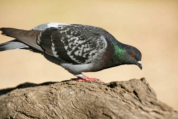 Yabani güvercin — Stok fotoğraf