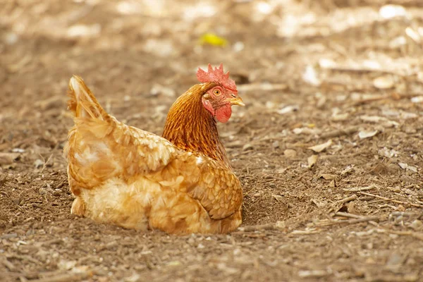 Australian Chicken — Stock Photo, Image