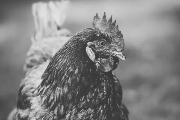 Australian Chicken — Stock Photo, Image
