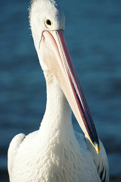 Australische pelikaan — Stockfoto
