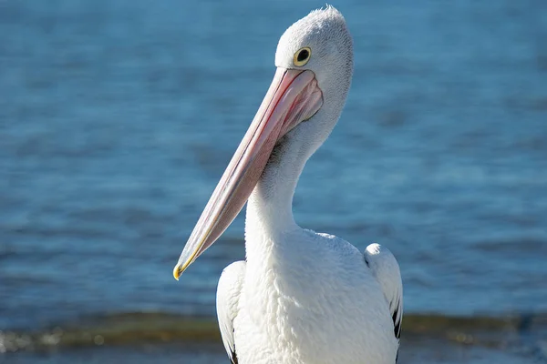 Pelicano australiano — Fotografia de Stock