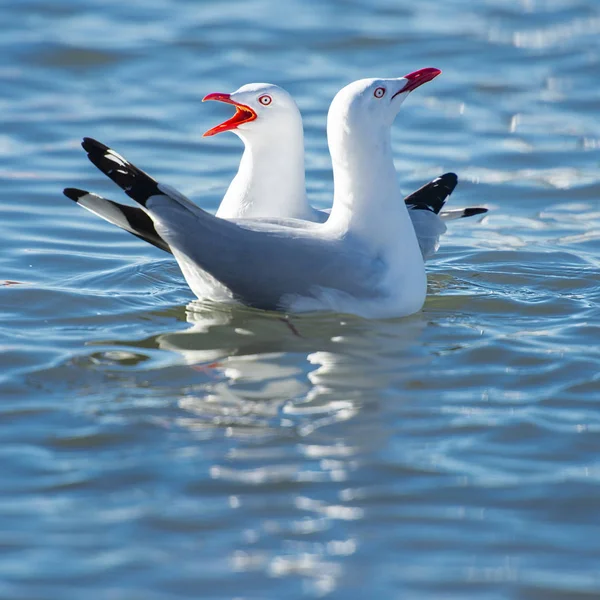 Beautiful Seagulls — Stock Photo, Image