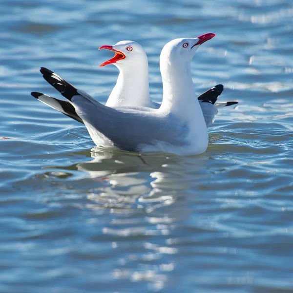 Schöne Möwen — Stockfoto