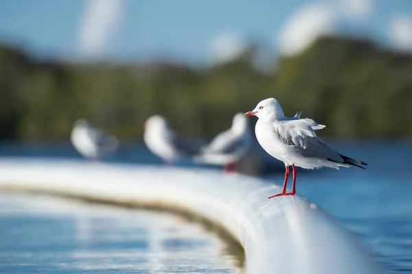 Schöne Möwe — Stockfoto