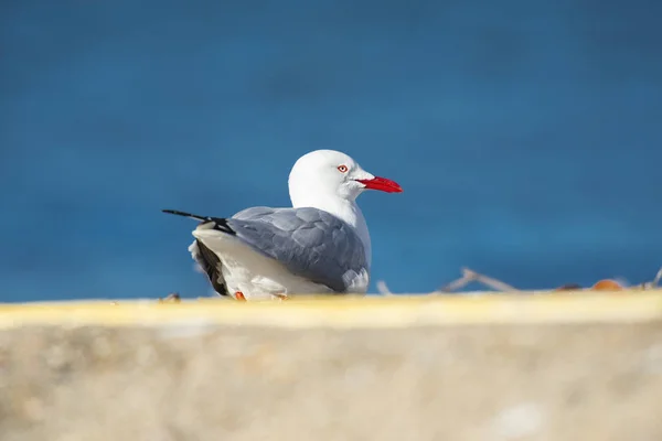 Schöne Möwe — Stockfoto