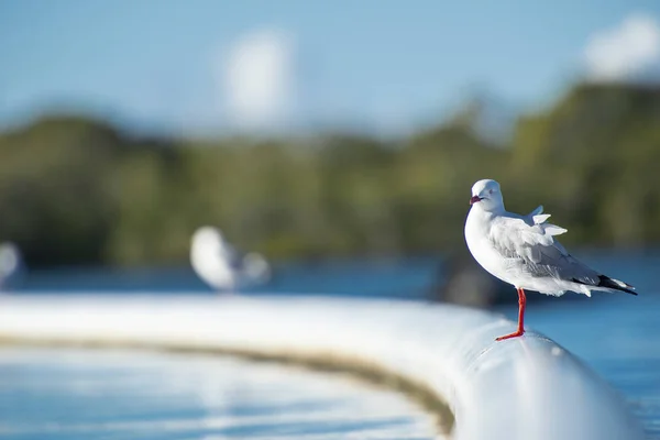 Beautiful Seagull — Stock Photo, Image