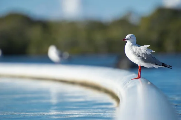 Schöne Möwe — Stockfoto