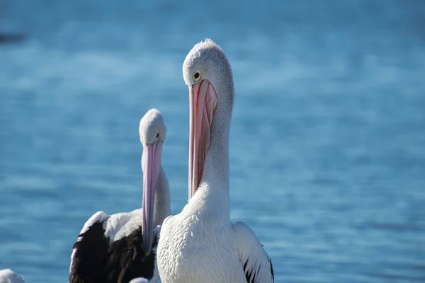 Pelicanos australianos — Fotografia de Stock