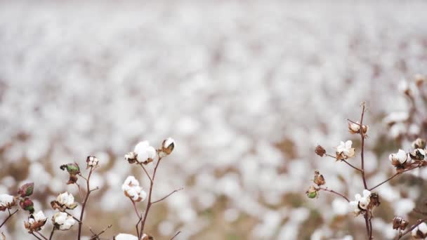 収穫の準備ができての田舎で綿のフィールド — ストック動画