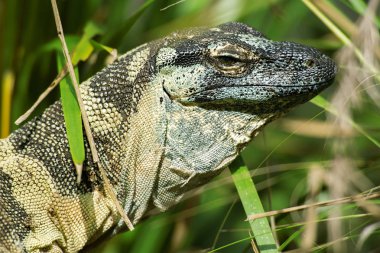 Gün boyunca dantel monitör.