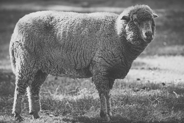 Schapen op de boerderij tijdens de dag. — Stockfoto