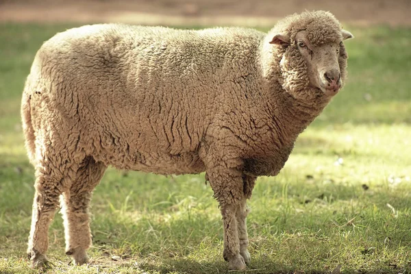 Gün boyunca çiftlikte koyun.