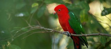 Avustralya Kral papağan.