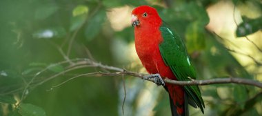 Avustralya Kral papağan.