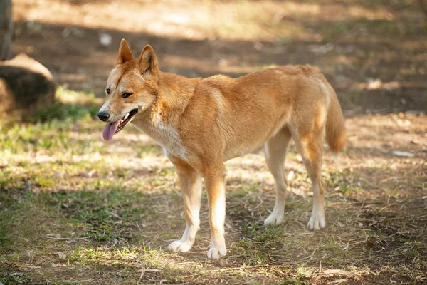 Australijski dingo — Zdjęcie stockowe