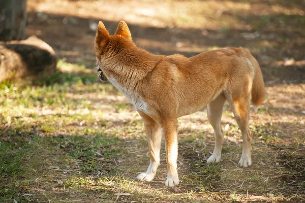 Australijski dingo — Zdjęcie stockowe