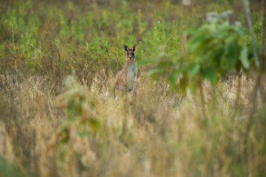 Sevimli Avustralya Kangurusu