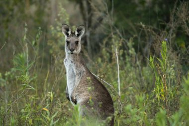 Sevimli Avustralya Kangurusu