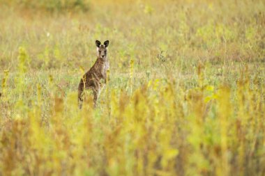 Sevimli Avustralya Kangurusu