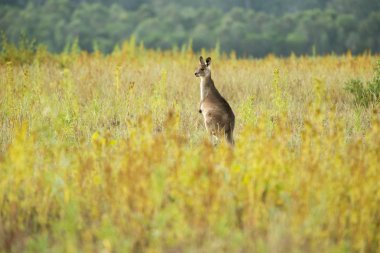 Sevimli Avustralya Kangurusu