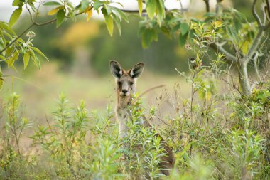 Sevimli Avustralya Kangurusu