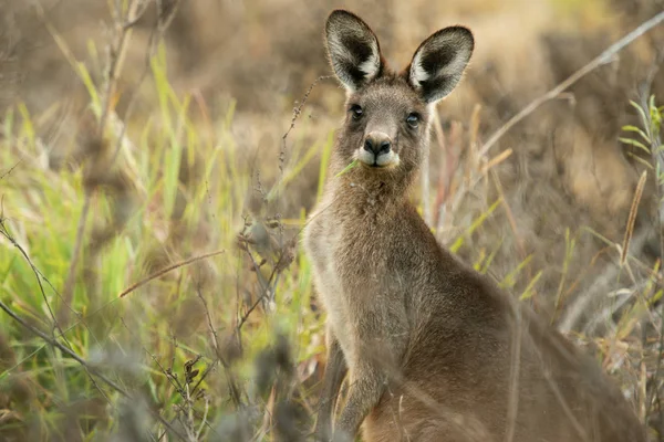 Cute australijskie kangur — Zdjęcie stockowe