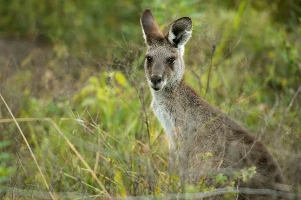 Canguru australiano bonito — Fotografia de Stock