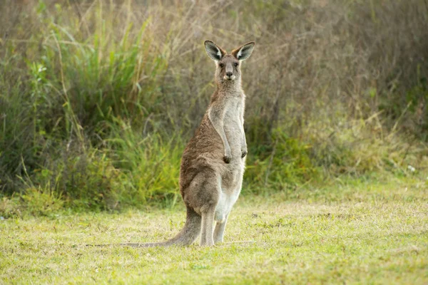 Canguru australiano bonito — Fotografia de Stock