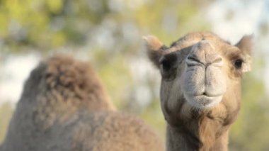 Gündüz doğa dışında deve